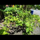 Es soll mit den Blättern dieser Pflanze hergestellt werden